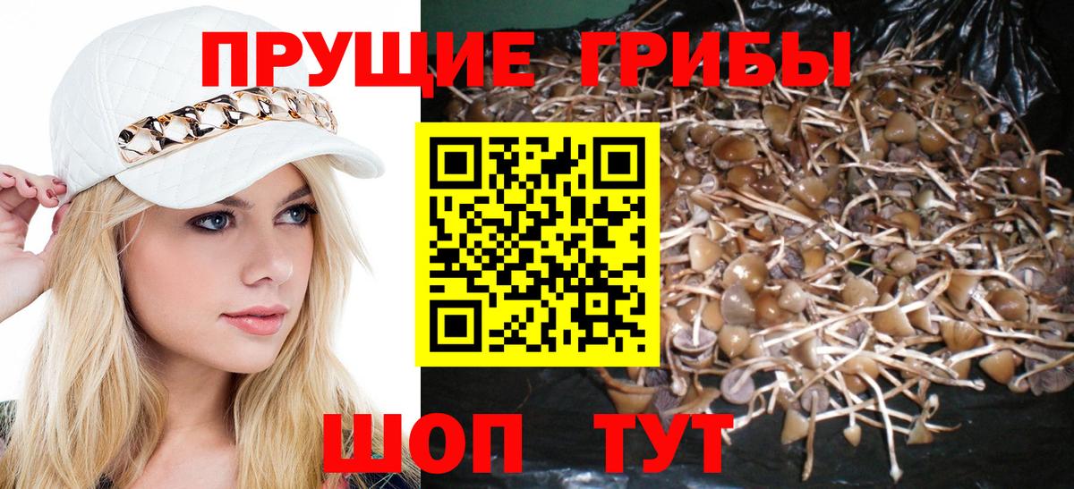 Галлюциногенные грибы Psilocybine cubensis  Вход с VPN  Удомля 